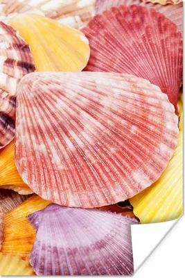 Produktbild von MuchoWow® Poster Muscheln - Rot - Gelb - Strand - Sommer 120x180 cm - Kunstposter