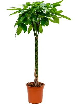 Obrázok produktu pre Nieuwkoop Europe BV Pachira aquatica, priemer 27 cm