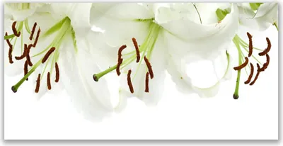 Imagen del producto de Imágenes decorativas de vidrio, 140x70 cm, impresión sobre vidrio, motivos de flores y plantas