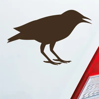 Produktbild von Auto Aufkleber Rabe Vogel Bird Vogelfreund 15x10 cm Braun Sticker Heckscheibenaufkleber