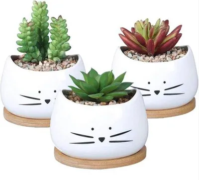 Image de Petits pots en bois pour 3 cactus