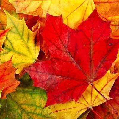 Produktbild von 20 Servietten Maple Leaves - Herbstblätter in rot-gelb 33x33cm