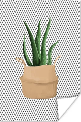 Produktbild von MuchoWow® Poster Zimmerpflanze - Aloe Vera - Schwarz - Weiß 60x90 cm - Wanddekoration