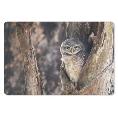 Produktbild von MuchoWow® Schreibtischunterlage Eule - Baum - Wald 60x40 cm - XXL Mauspad - Großes Mauspad