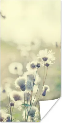 Produktbild von MuchoWow® Poster Blumen - Feld - Weiß 60x120 cm - Wandschmuck