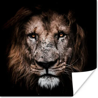 Produktbild von MuchoWow® Poster Löwe - Tiere - Schwarz 100x100 cm - Babyzimmer