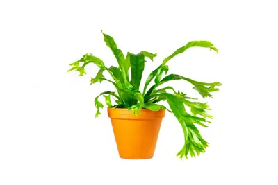 Obrázok produktu pre Gardners Asplenium amy, priemer 12 cm