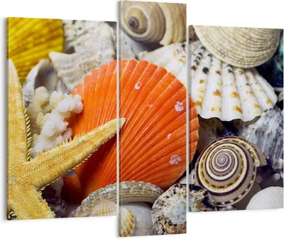 Produktbild von Bild auf Leinwand - Leinwandbild - Seashell Meer Strand Sand - 95x80cm - Wand Bild - Wanddeko - Leinwanddruck - Bilder - Kunstdruck - Wanddekoration - Leinwand bilder - Wandkunst - CB95x80-0456
