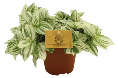 Image de Tradescantia Brightness - 20cm - Ø12cm - Plante d'intérieur - Vert persistant