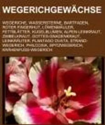 Produktbild von Wegerichgewächse