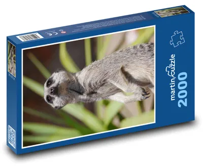 Produktbild von martinpuzzle - Puzzle 2000 Teile - Erdmännchen auf Wache