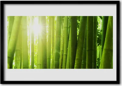 Produktbild von Bild 70x50 MDF-Rahmen Wandkunst Bambuspflanze
