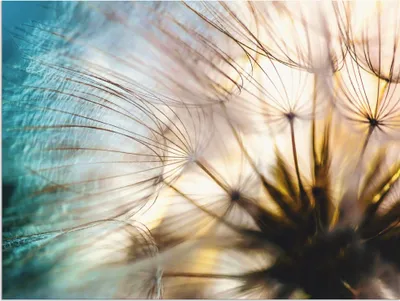 Produktbild von ARTland Wandbild Alu für Innen & Outdoor Pusteblume Makro abstrakt Größe: 80x60 cm