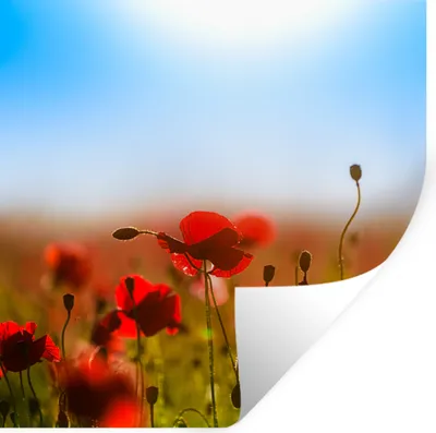 Produktbild von MuchoWow® Wandtattoo Wandsticker Wandaufkleber Mohnblumen unter einem klaren blauen Himmel. 100x100 cm Selbstklebend und Repositionierbar - Wierderverwendbar - Selbstklebend