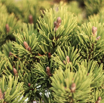Produktbild von Hakenkiefer Pinus uncinata nana 40 cm auf Stamm veredelte Kiefer Hochstamm