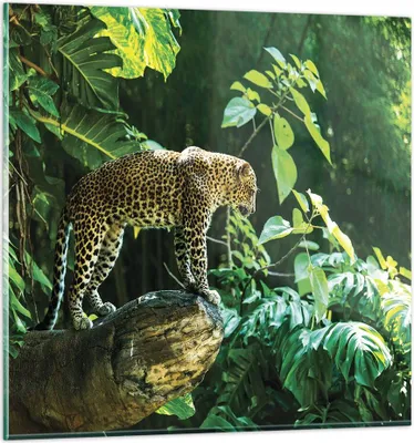 Produktbild von Bilder auf glas - Einteilig - Dschungel Leopard Panther - 70x70cm - Glasbilder - Wandbilder - Bilder - zum Aufhängen bereit - Wanddekoration aus Glas - Glas Bilder - Wandbild auf Glas - GAC70x70-4502