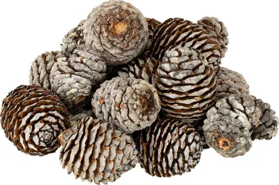 Produktbild von Murii Zapfen Natur 500g - Dekoration, Basteln, Streudeko, Winterdeko, Tannenzapfen