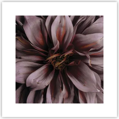 Produktbild von Poster - Poster ohne Rahmen - Blumenstrauß Künstlerisch Blume - 30x30 cm - Wand Bild - Wanddeko - Wandbilder - Kunstposter - Wandposter - Bilder - Kunstdruck - Wanddekoration - P2XAC30x30-5019
