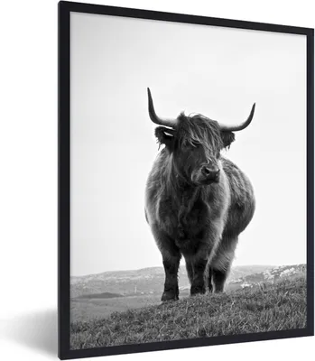 Produktbild von MuchoWow® Gerahmtes Poster Tiere - Schottische Hochlandbewohner - Schwarz und weiß - Natur - Ländlich 60x80 cm - Poster mit Schwarzem Bilderrahmen Wandposter Rahmen Foto Bilder - Premium - Wanddeko Wohnzimmer