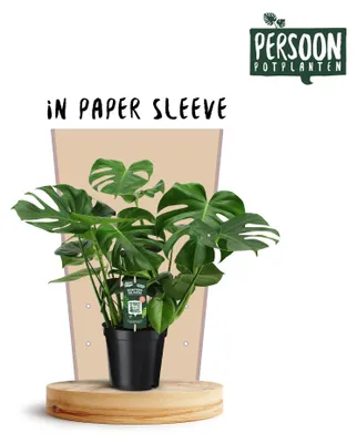 Immagine prodotto di Monstera deliciosa - 65-75cm - Ø21cm - Pianta d'appartamento - Sempreverde
