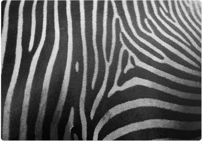 Produktbild von Zebrastreifen – Bodenschutzmatte – Rutschfest – Schutzmatte für Büro – Vinylmatte – Stuhlunterlage  – 100 x 100 cm