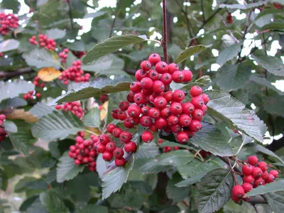 Produktbild von Sorbus aria 'Wilfrid Fox', Mehlbeere, 80 cm, silbrig-weiße Blätter