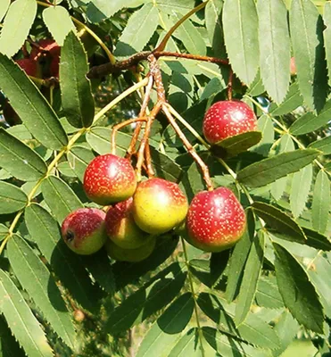 Produktbild von Speierling, 70-80 cm, Cont. 2 l