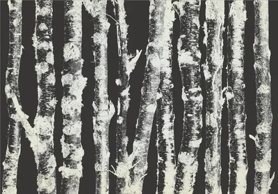 Zdjęcie produktu dla Tapeta flizelinowa natura 450x315 cm fototapeta XXL drzewa las brzozowy abstrakcyjny las brzozowy b-A-0701-a-c