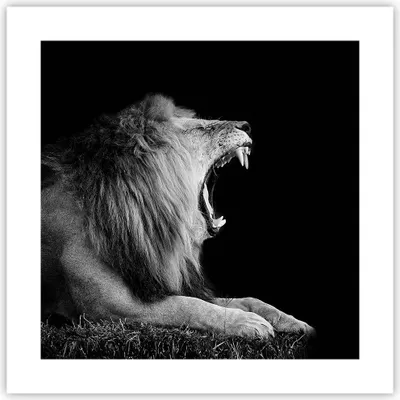 Produktbild von Poster - Poster ohne Rahmen - Löwe Gähnen Schwarz und Weiß - 40x40 cm - Wand Bild - Wanddeko - Wandbilder - Kunstposter - Wandposter - Bilder - Kunstdruck - Wanddekoration - Wandbild - P2XAC40x40-4252