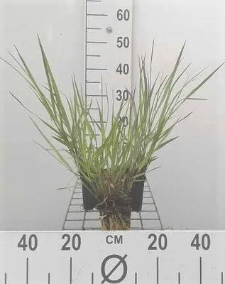 Produktbild von 6 x  Panicum virg. 'Warrior' - Ruten Hirse - Topf 9 x 9 cm