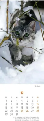 Produktbild von Kleine Freunde Katzen 2014 Lesezeichen