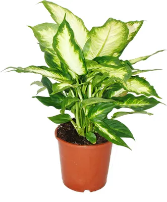 Immagine prodotto di Dieffenbachia - Piante da appartamento - Pianta in vaso per principianti Vaso da 17 cm