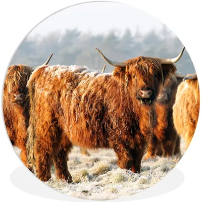 Produktbild von MuchoWow® Rundes Wandbild - Runde Bilder Schottische Highlander - Schnee - Wald Ø 60 cm Kreis Wanddekoration Kunststoff - Wandkreis - Wandschmuck - Wand Kreis - Das Schlafzimmer - Die Bilder - Wandmalerei - Kunst für das Haus - das Plastik