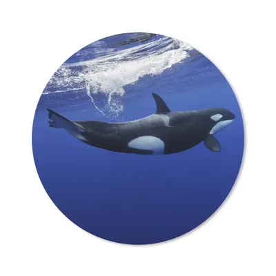 Produktbild von MuchoWow® Mauspad Mousepad Orca im klaren Wasser 50x50 cm - Mousepads - Maus Mat - Pad - Mausunterlage - Vinyl