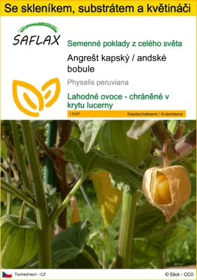 Obrázek produktu pro SAFLAX Kultivační sada - Angrešt kapský / andské bobule - Physalis peruviana - 100 Semena - S mini skleníkem, pěstebním substrátem a 2 květináči