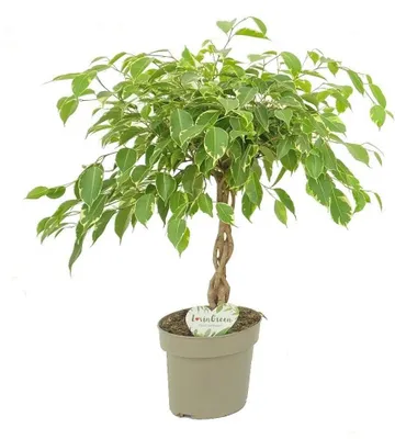 Obrázok produktu pre Ficus benjamina Golden King, izbová rastlina, 60 cm