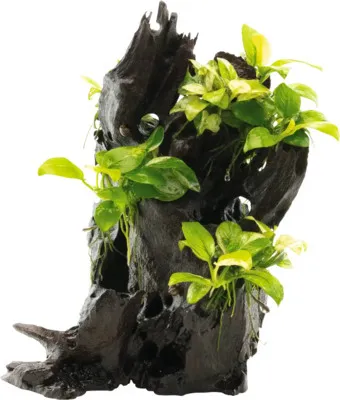 Produktbild von Wurzel mit Speerblatt - Anubias spp. Hills ca. 14 x 8 x 24 cm