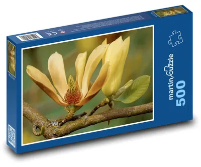 Obrázok produktu pre martinpuzzle - Puzzle 500 - Magnólie - kvetina, kvety