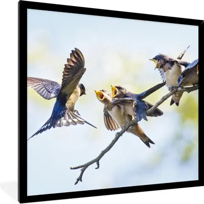 Produktbild von MuchoWow® Gerahmtes Poster Juvenile Rauchschwalben 40x40 cm - Poster mit Schwarzem Bilderrahmen Wandposter Rahmen Foto Bilder - Mit Rahmen - Wanddekoration Schlafzimmer