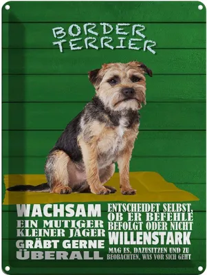 Produktbild von vianmo Blechschild 40x30 cm Border Terrier Hund wachsam