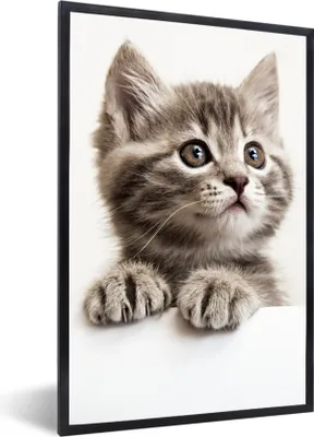 Produktbild von MuchoWow® Gerahmtes Poster Katze - Grau - Tiere 60x90 cm - Poster mit Schwarzem Bilderrahmen Wandposter Rahmen Foto Bilder - Kunst