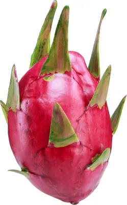 Produktbild von Künstliche Drachenfrucht Pitahaya Deko Frucht für exotische Dekoration