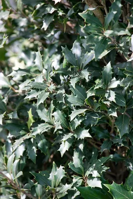 Produktbild von Osmanthus heterophyllus 'Purpureus', Duftblüte, immergrün, 30–40 cm