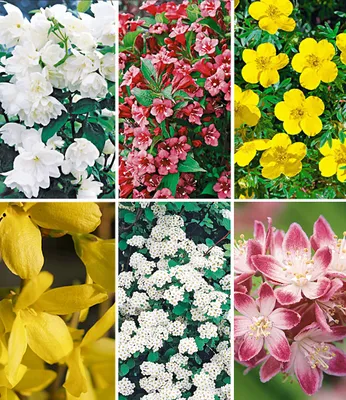 Produktbild von BALDUR Garten 5 Meter Blüh-Hecken-Kollektion, Blütenhecke 6 Pflanzen, bienenfreundlich (außer Forsythie), Forsythie, Weigelie, Jasmin, Deutzie, Potentilla, Spirea, winterhart, blühend