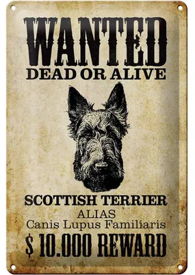 Produktbild von Blechschild Hund 20x30cm wanted Scottish Terrier