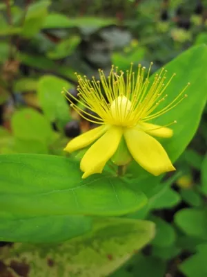 Produktbild von Hypericum inodorum Magical Grace - Johanniskraut Magical Grace - Mannsblut -