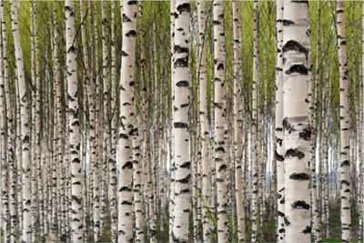 Produktbild von Wallario Poster - Birkenwald - Baumstämme in schwarz weiß, Kunstdruck Größe: 61 x 91,50 cm