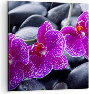 Produktbild von Bild auf Leinwand - Leinwandbild - Blumen Steine Violett Aromatherapie - 60x60cm - Wand Bild - Wanddeko - Leinwanddruck - Bilder - Kunstdruck - Leinwand bilder - Wandkunst - AC60x60-0440
