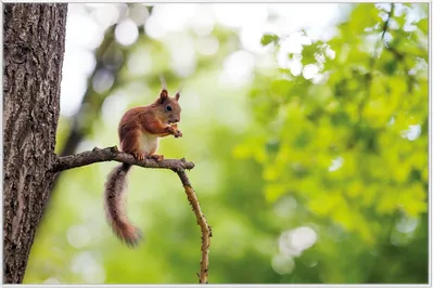 Produktbild von Wallario Wandbild Eichhörnchen auf einem Ast, Größe: 61 x 91,50 cm, Poster mit weißem Aluminiumrahmen