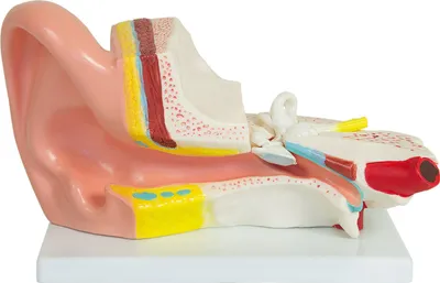 Obrázok produktu pre Anatomický model ľudského ucha ľudské telo anatomický model ľudského ucha ľudské modely veľké 3x zväčšenie anatómia výučbový model MedMod